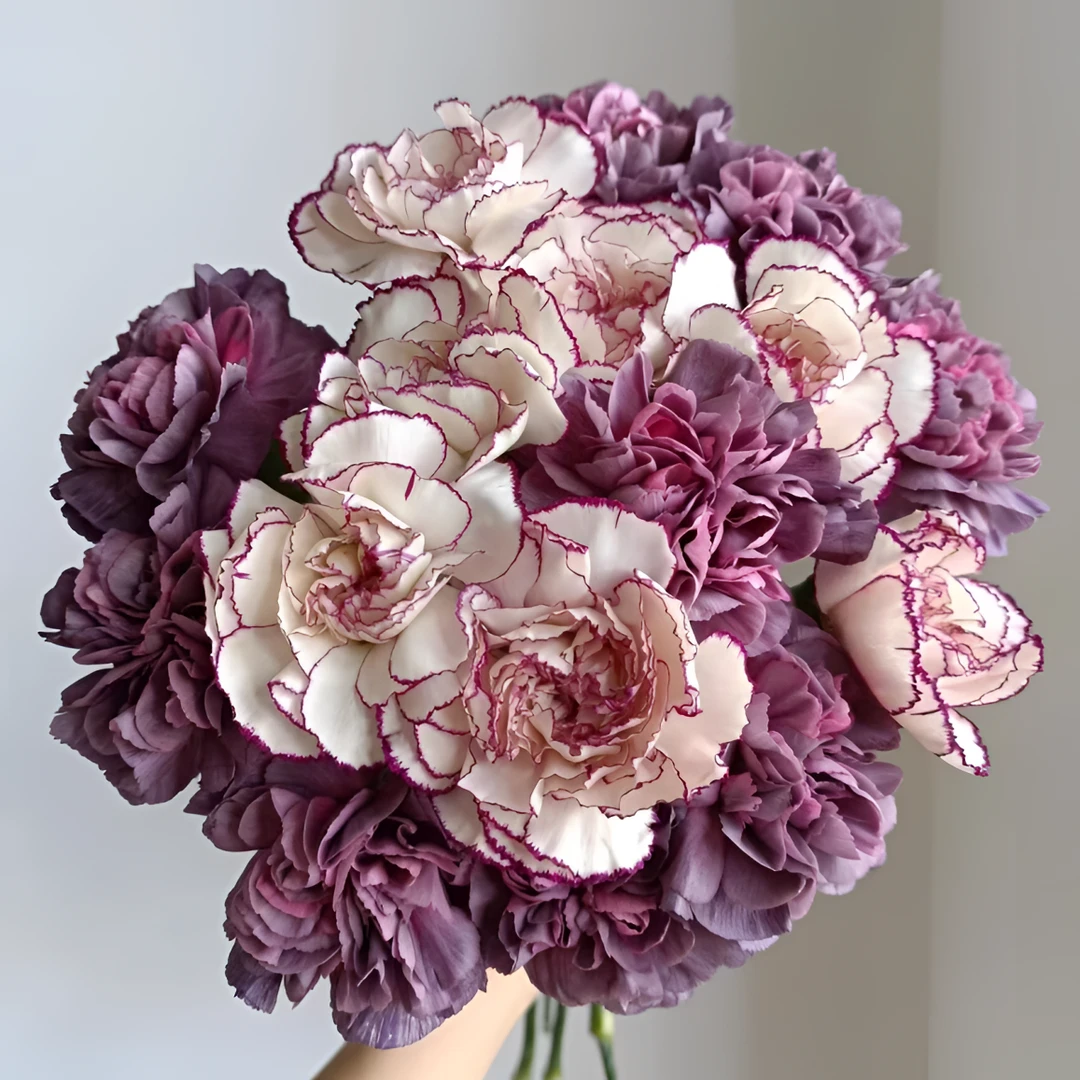 【5.20限定浪漫】 野马紫精灵康乃馨 任意2单以上发货包邮 鲜花直发