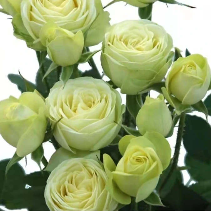 奶油龙沙 大苗 四季开花浓香月季