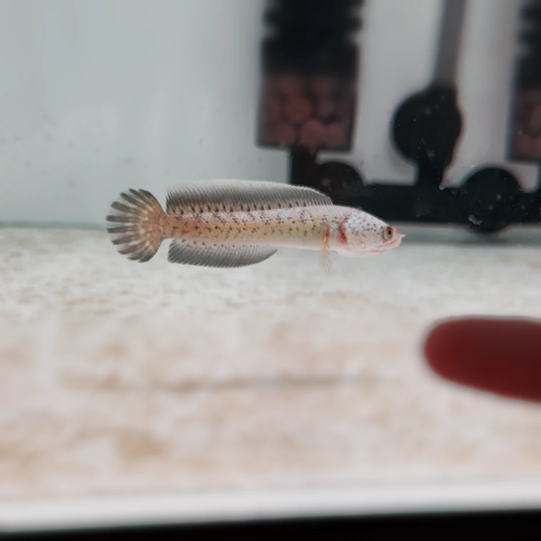 黄金眼镜蛇雷龙鱼搭配增蓝饲料