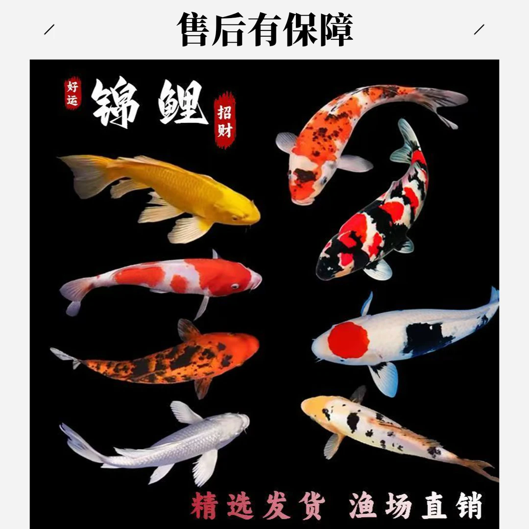 1-100号渔场直销锦鲤（收到拍开箱视频）