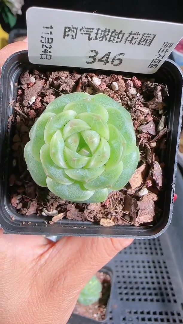 1124-346a29群生不包整