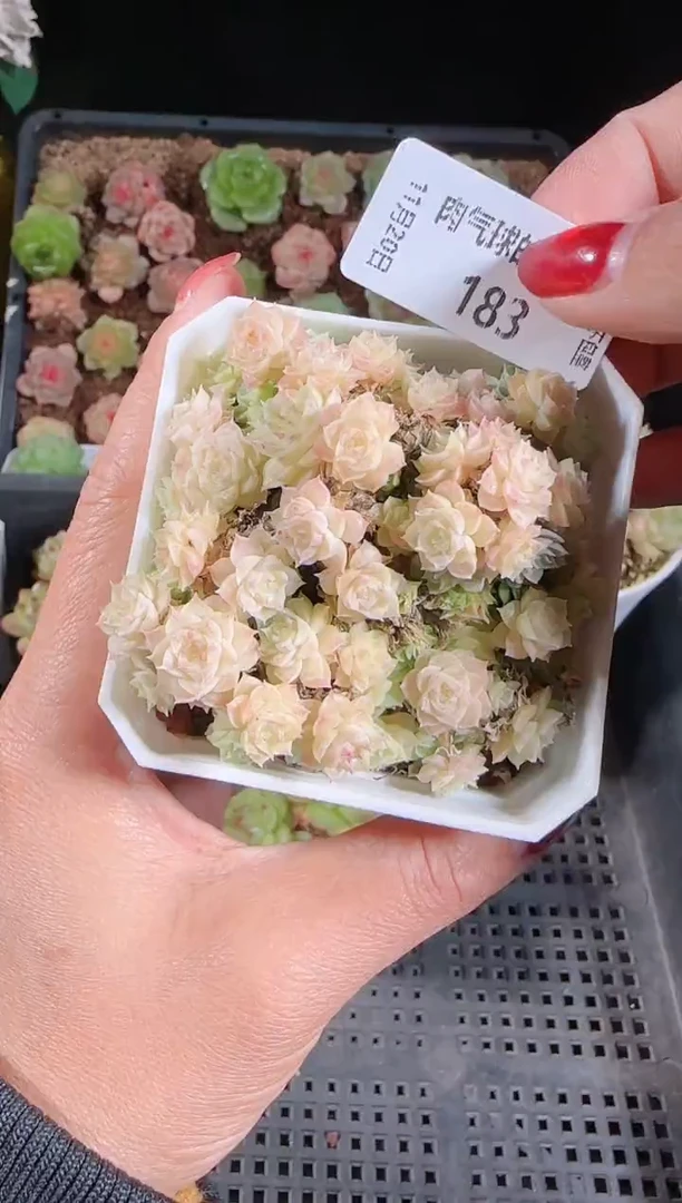 1120-183群生不包整