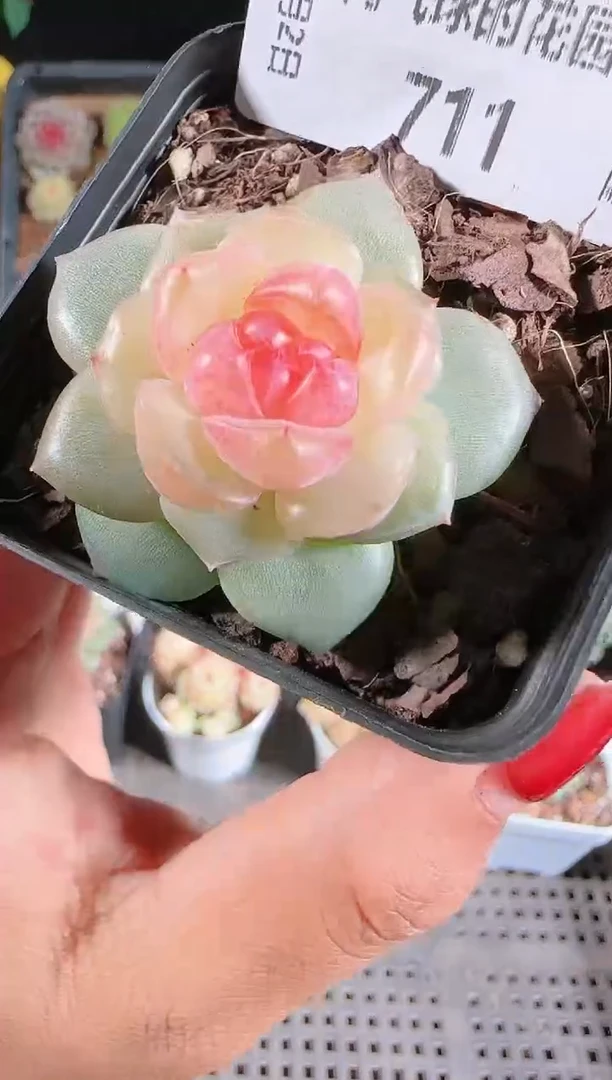 1202-711bl-4多肉群生不包整