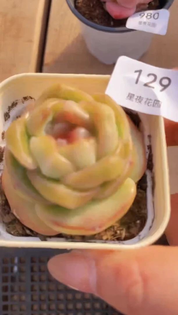 【闪购商品】129果冻多肉