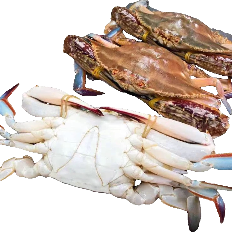 【牺牲保鲜】渤海湾梭子蟹海鲜梭子蟹同城