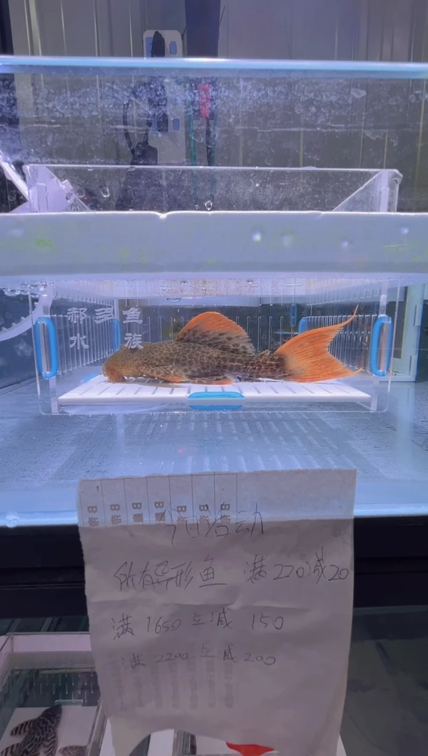 清道夫13+不包入缸损195