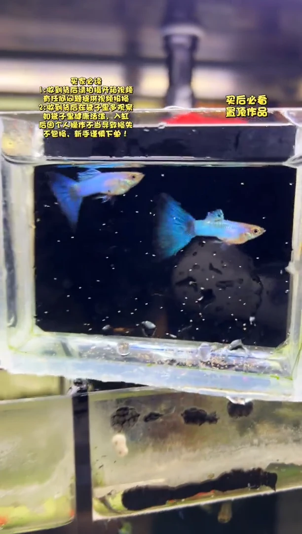 孔雀鱼无怨孔雀鱼
