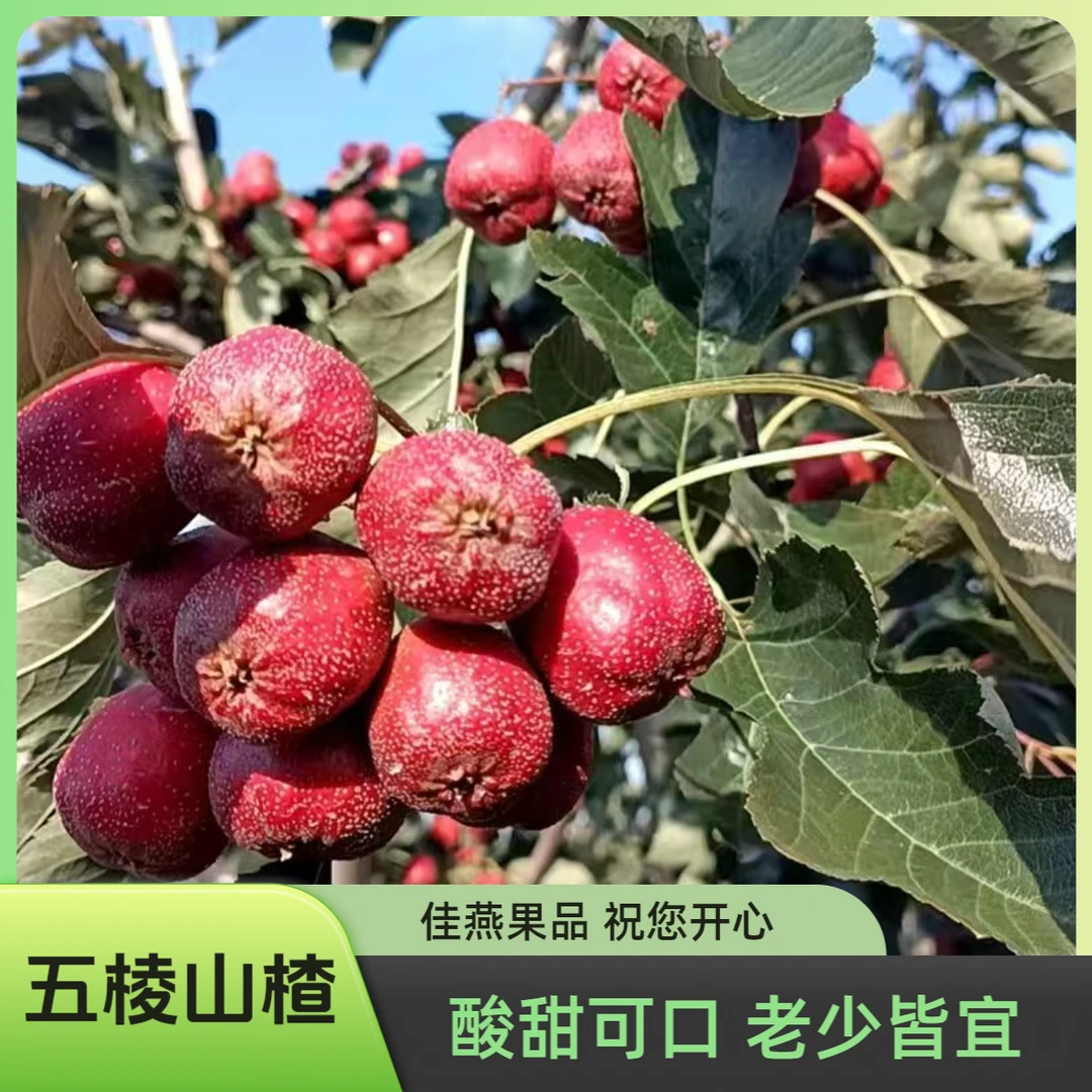 山东大五棱山楂新鲜鲜果