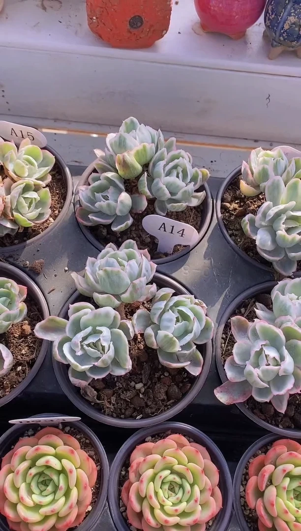 【闪购商品】A14-伯克利锦三头脱土发（量拍）