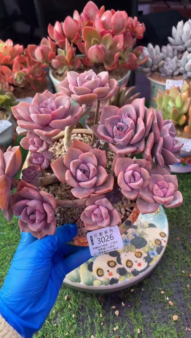 昆明印象多肉3026