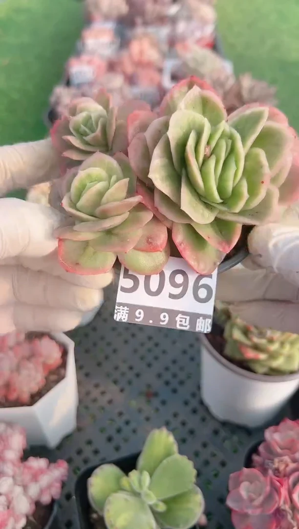 【闪购商品】信福多肉一物一拍