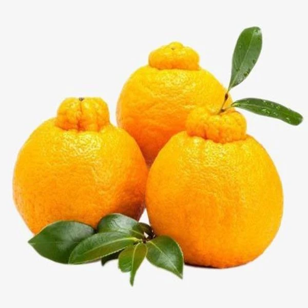 四川耙耙柑5斤左右四川省