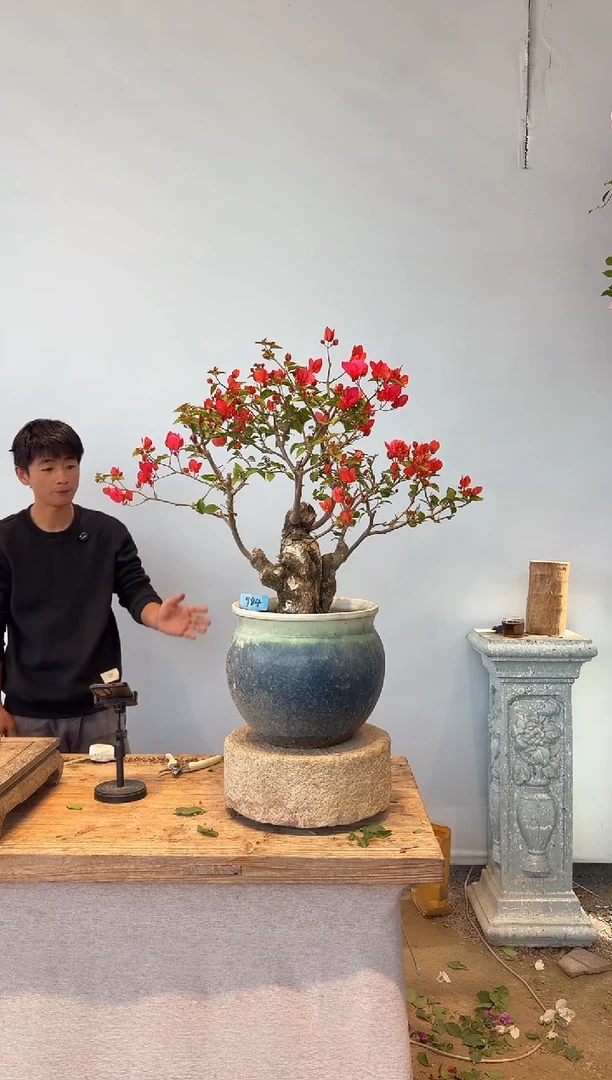 全部花朵小*哥三角梅84