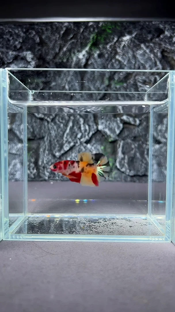 斗鱼竞拍链接A049