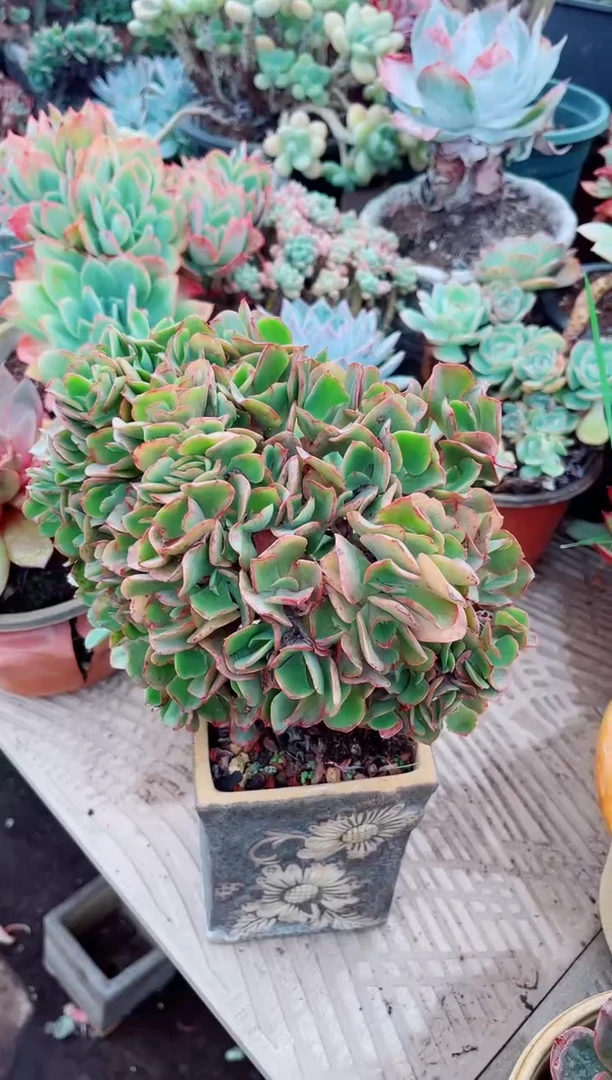 猫*多肉植物一物一拍23161