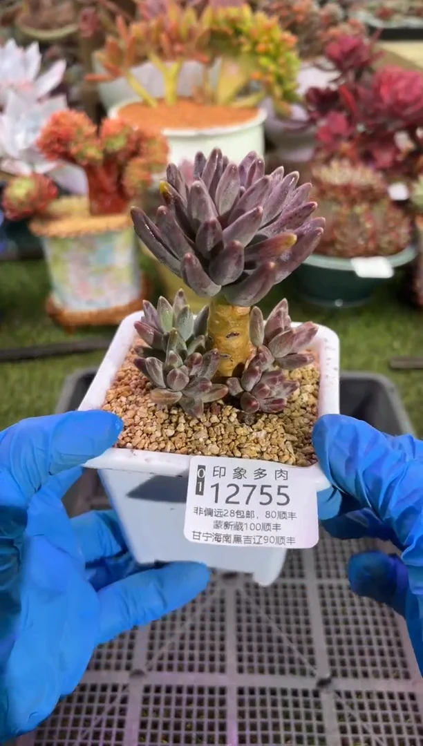 【闪购商品】12755