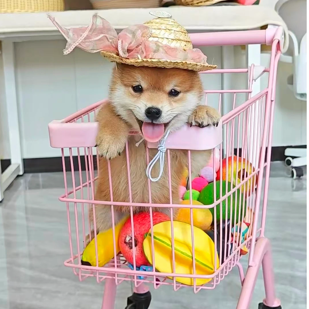 卷尾巴柴犬豆柴小体柴犬宠物活体狗狗