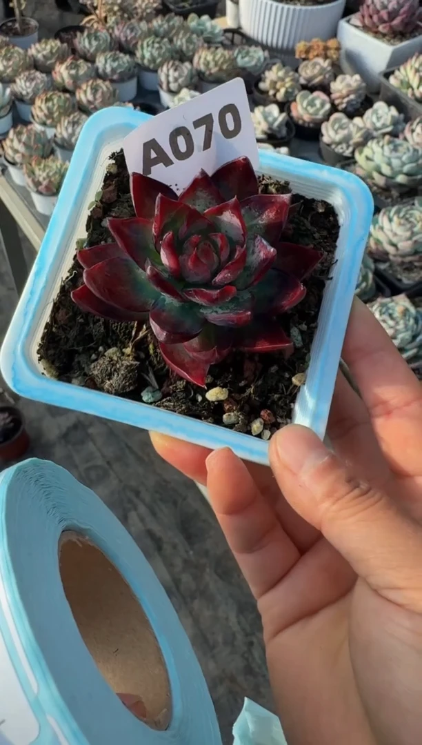 【闪购商品】A070惊鸿仙子（裸根发货）