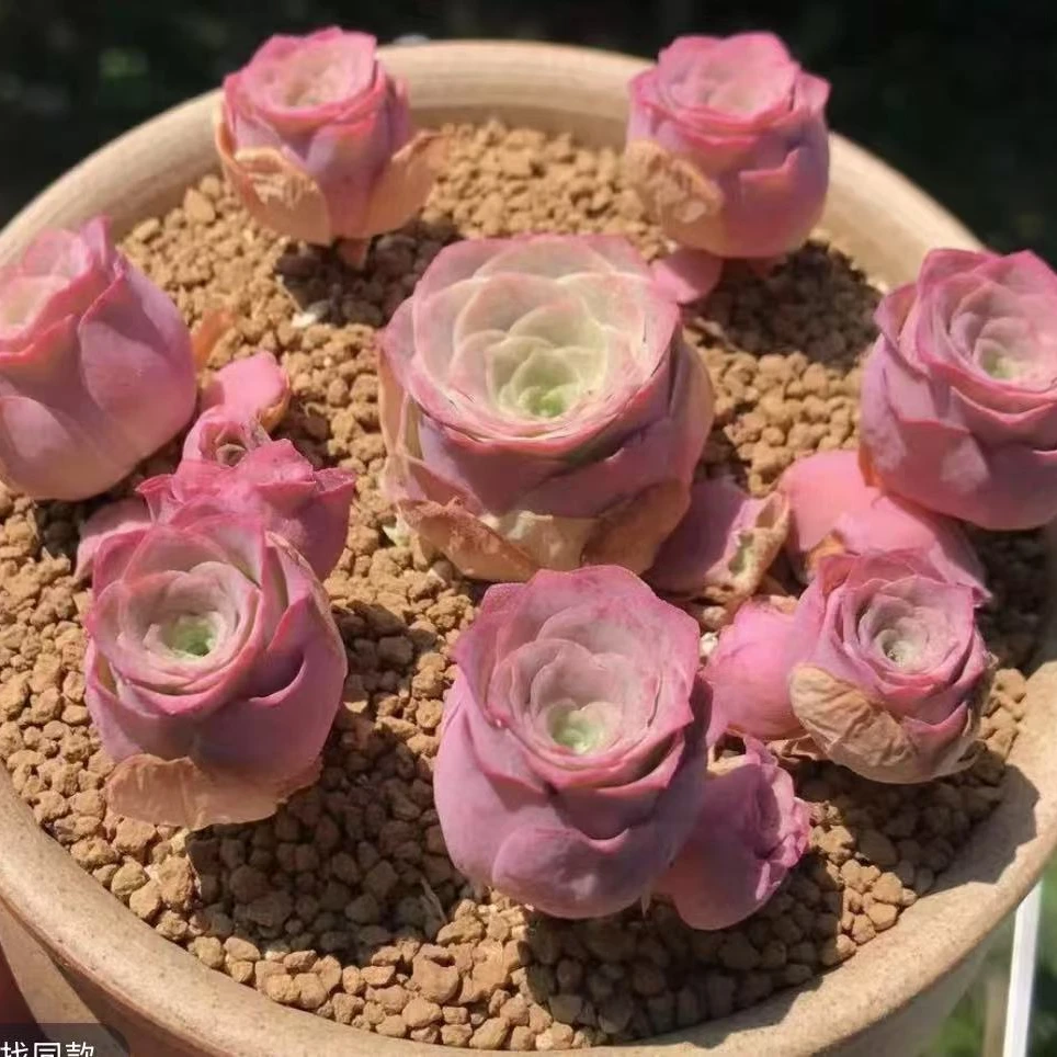 [爬藤手捧花]山地玫瑰水蜜桃多肉玫瑰