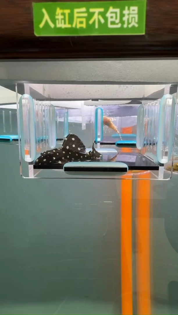 清道夫鱼126号240入缸不包损录制完整开箱视频5.6厘米