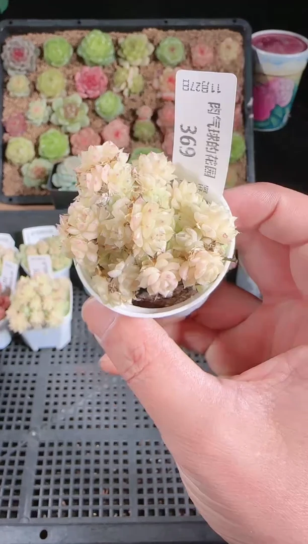 1127-369群生不包整