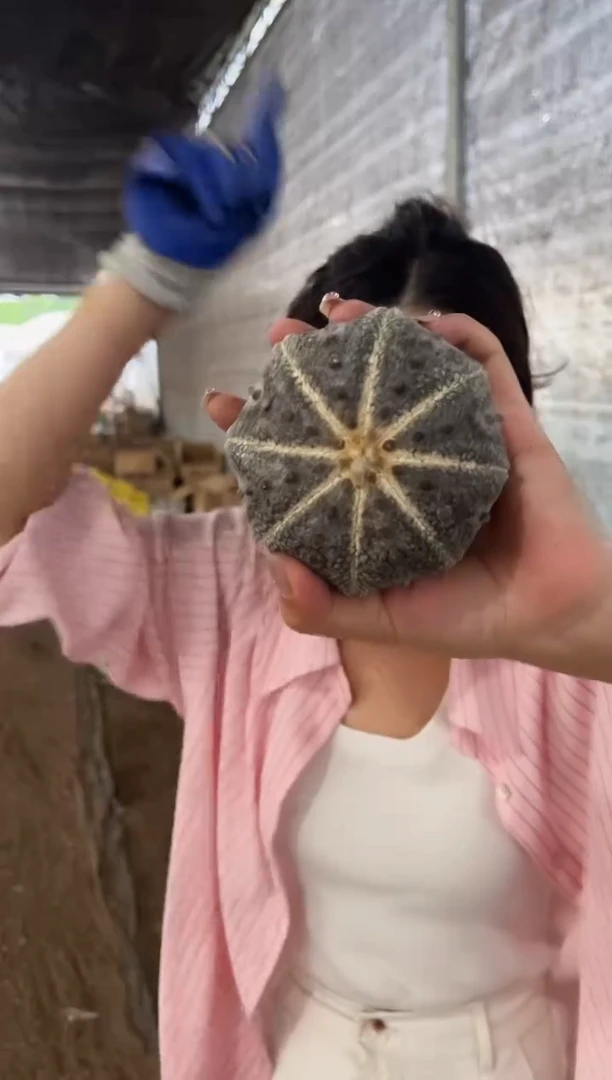 无根精品兜     5