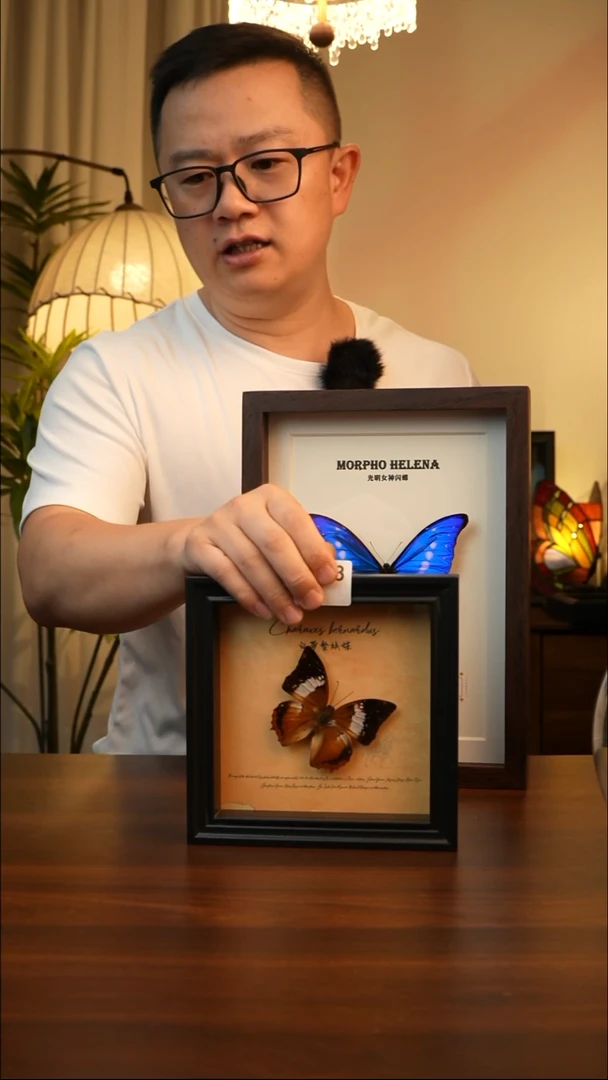 白带螯蛱蝶真蝴蝶标本A468