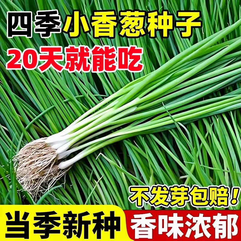 【四季小香葱种子】易种小葱阳台盆栽葱种植家庭蔬菜葱花种子