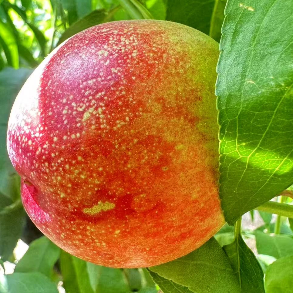 【太行黄心油桃】脆甜多汁 黄金油桃 3斤5斤 麻点黄心油桃果园直采今天拍明天到当季新鲜水果桃子河南省