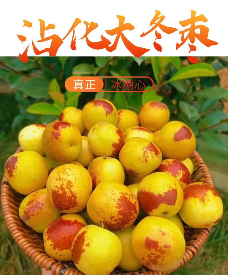 【果园直发】正宗沾化冬枣脆甜枣子新鲜红枣当季孕妇水果鲜枣整箱