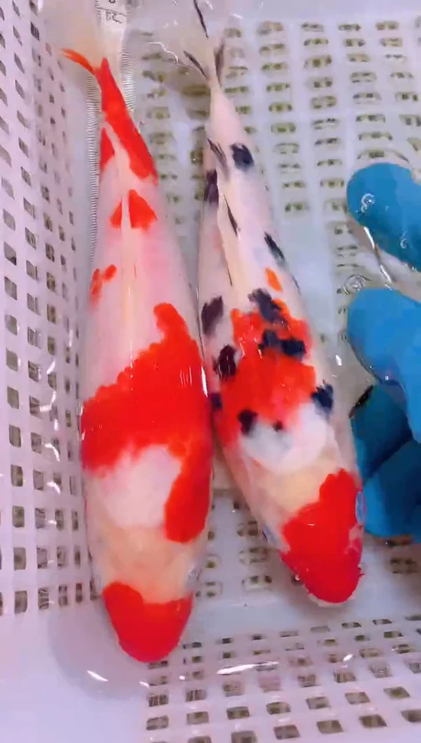 锦鲤冷水观赏鱼全场包邮65