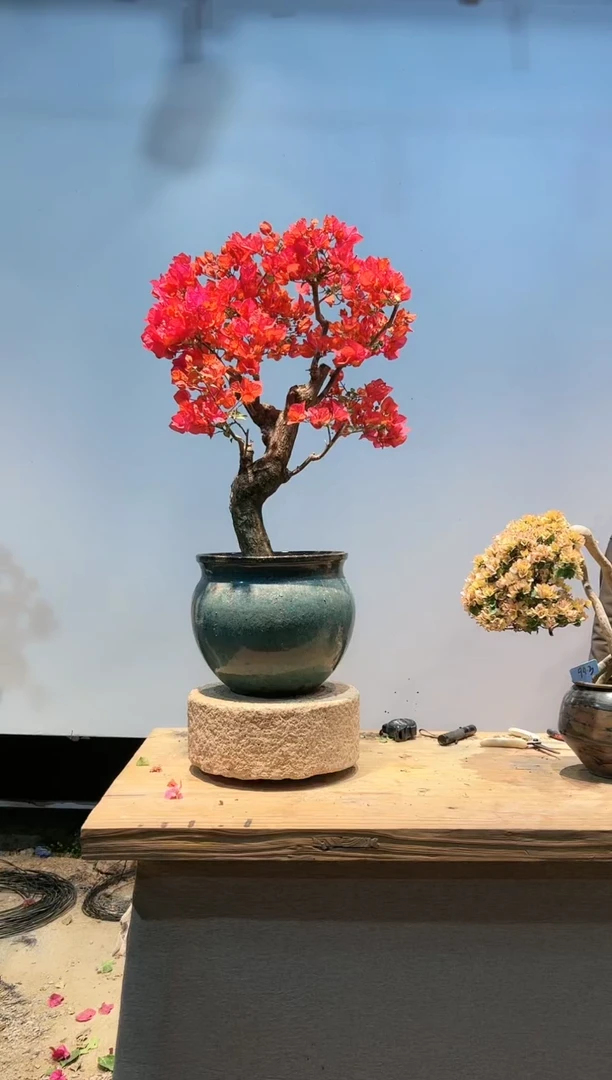 【闪购商品】AA944