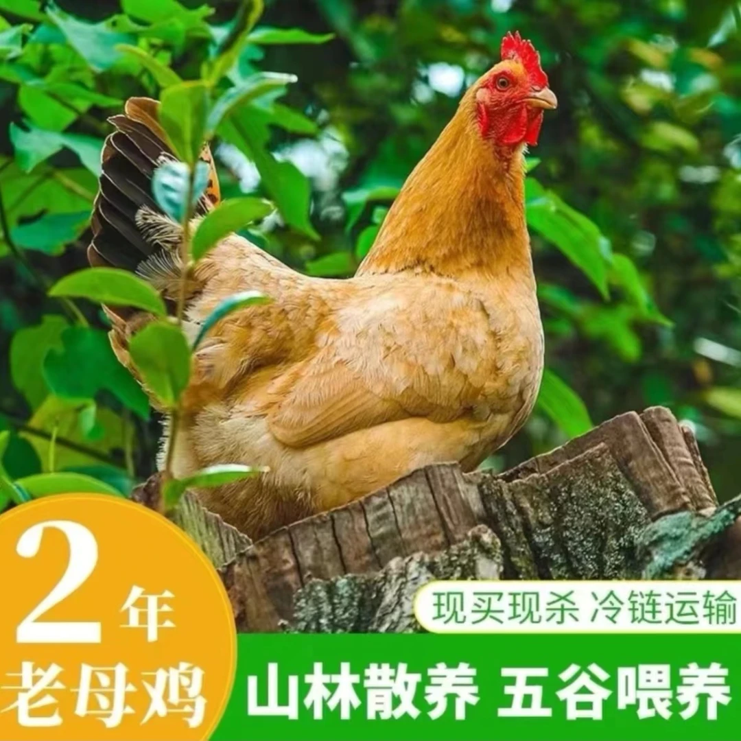 【大牛1】农村放养2年黄油老母鸡 2只净重共4斤 带内脏