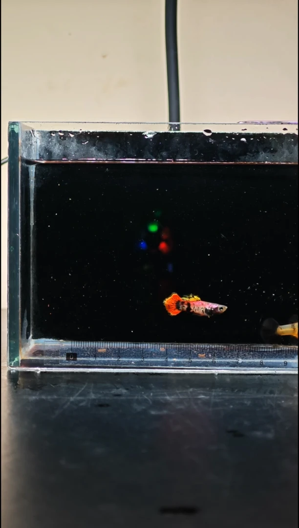 孔雀鱼05马晶塔红虎斑小圆尾1对