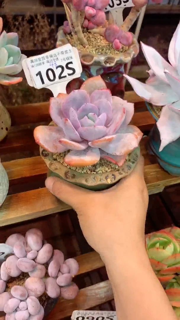 0102S（一物一拍实付满28发货，默认不带盆土）