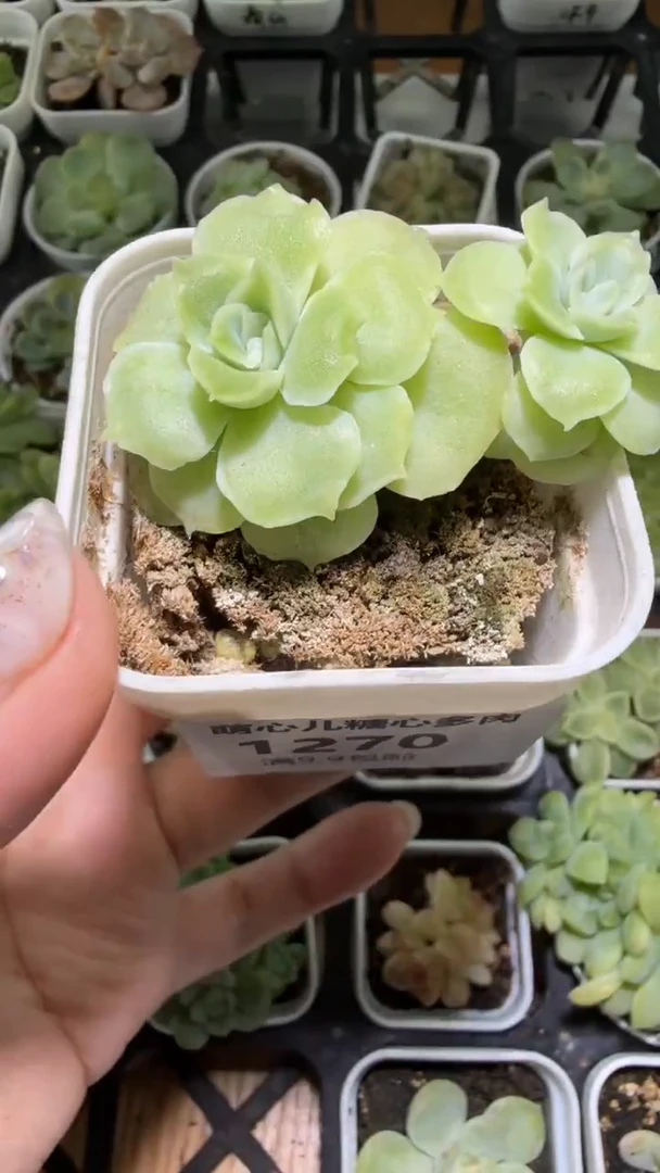 1270  虾饺多肉植物