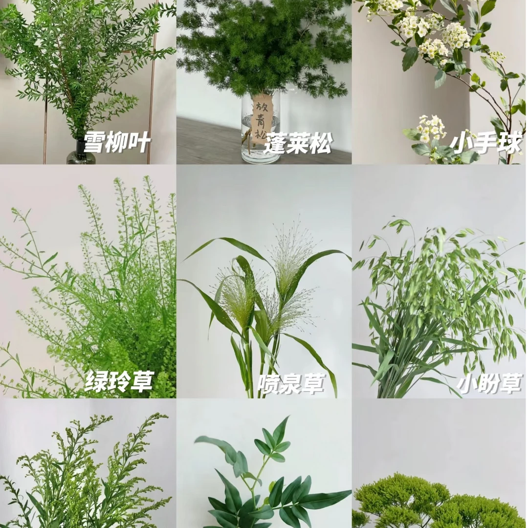 【LOVE｜高端草花】鲜切花 稀有小众 新手友好 直播间现场卖花