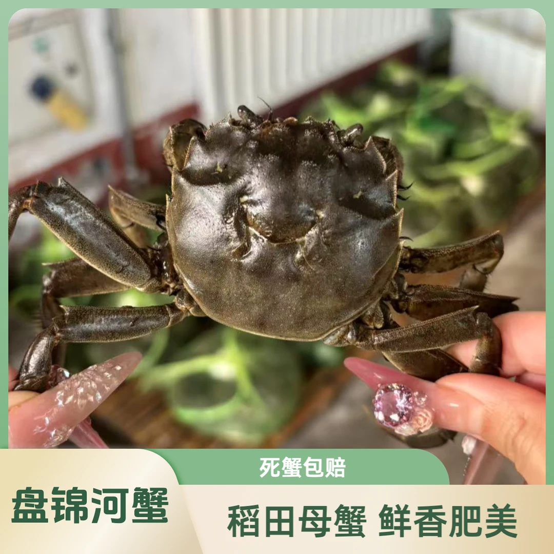 礼盒【活蟹】盘锦河蟹 稻田蟹母蟹2-1.7两 10只 顺丰冷链包邮死蟹包赔