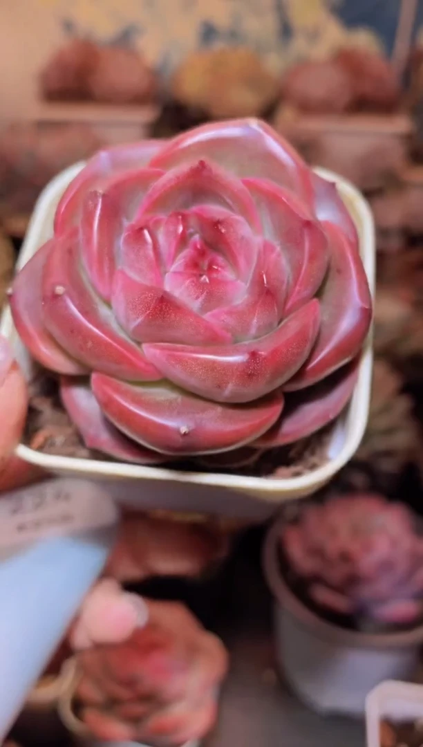 【闪购商品】223狂妄