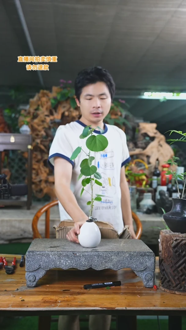 当前无花栽培后可以开花滨朴237T