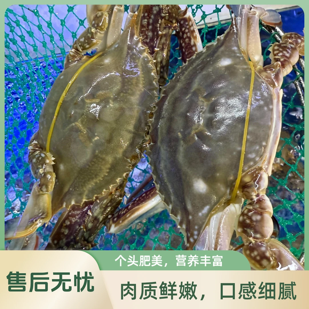 【保鲜不保活】热带梭子蟹108/斤(3-5两/只)