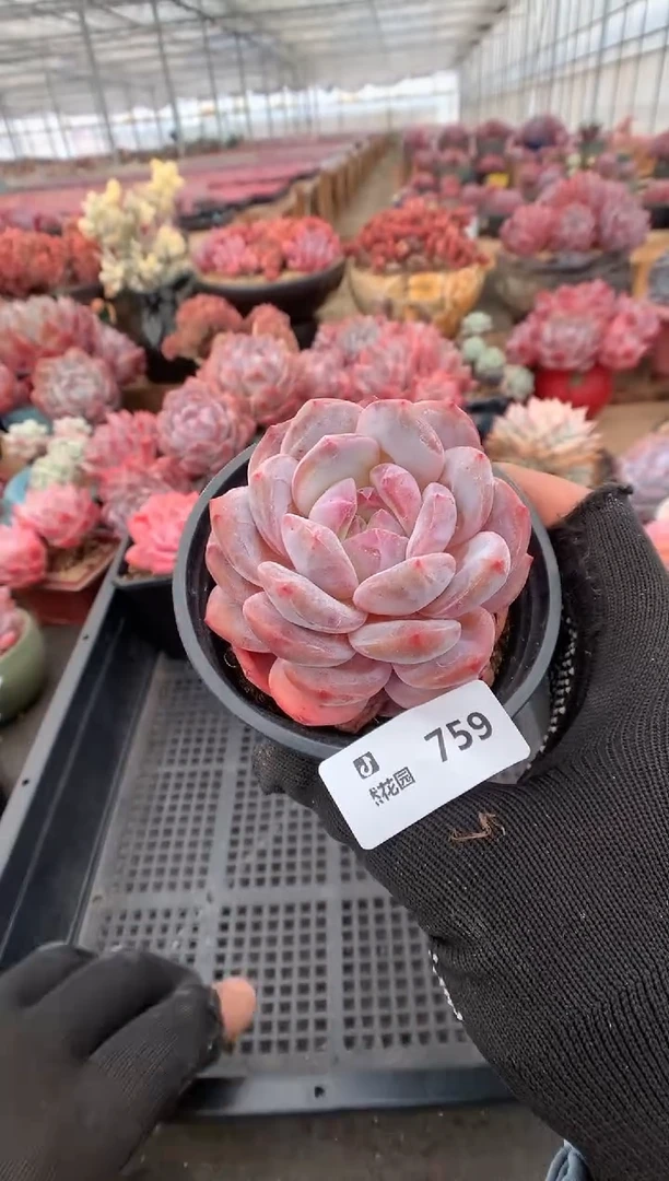 759粉星影一物一拍多肉植物
