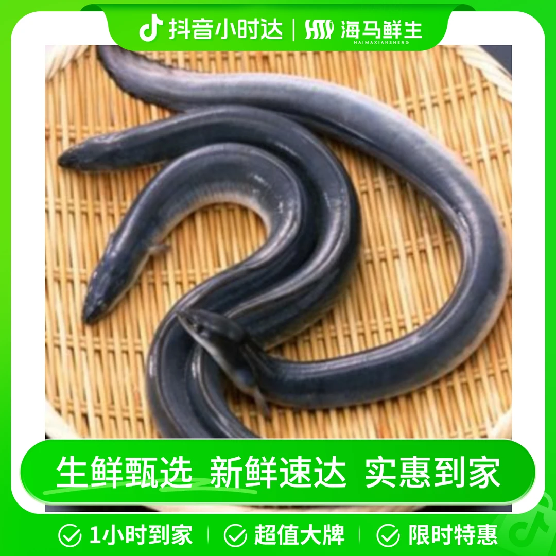 河鳗1条（1.2-1.5斤/只）【包杀】