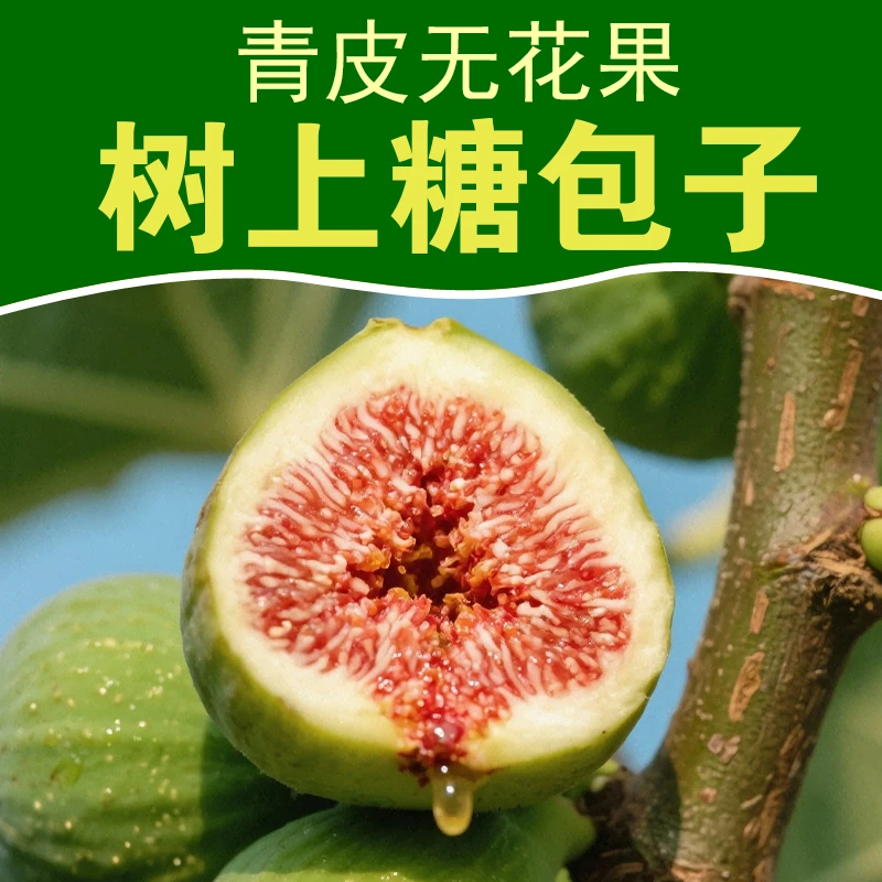 威海特产新鲜青皮无花果鲜果应季孕妇水果甜糯大果现摘顺丰4斤装