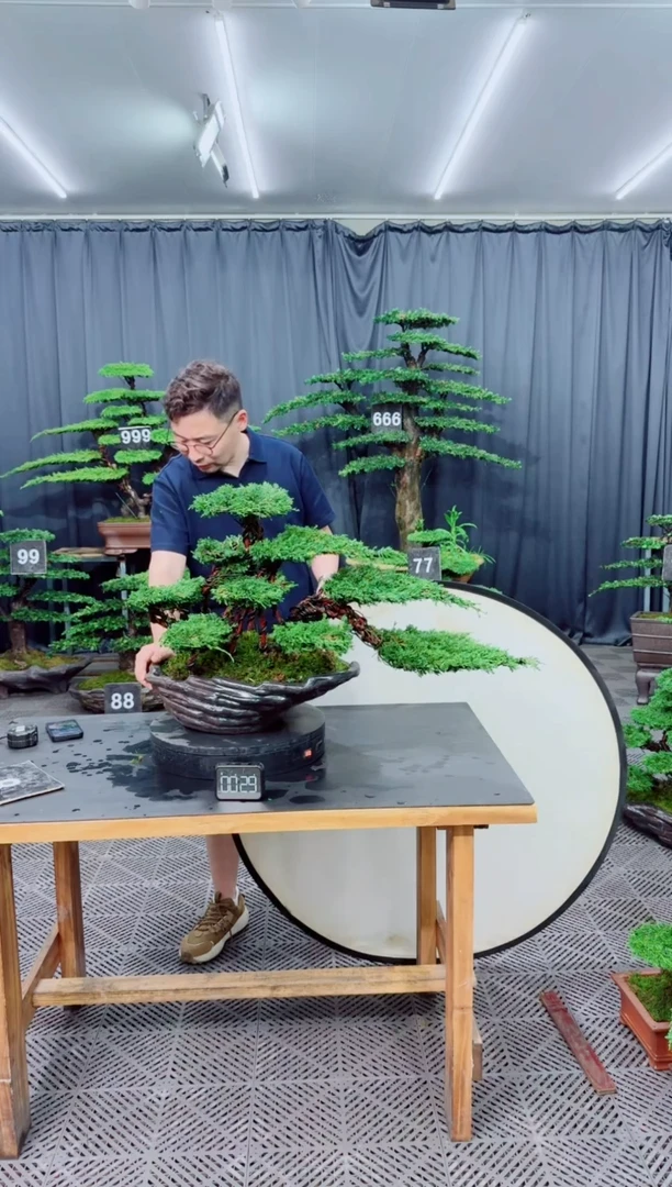 无花朵济州真柏盆景....