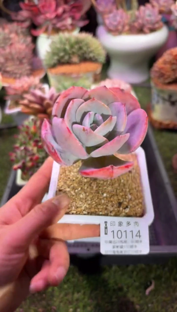 【闪购商品】10114