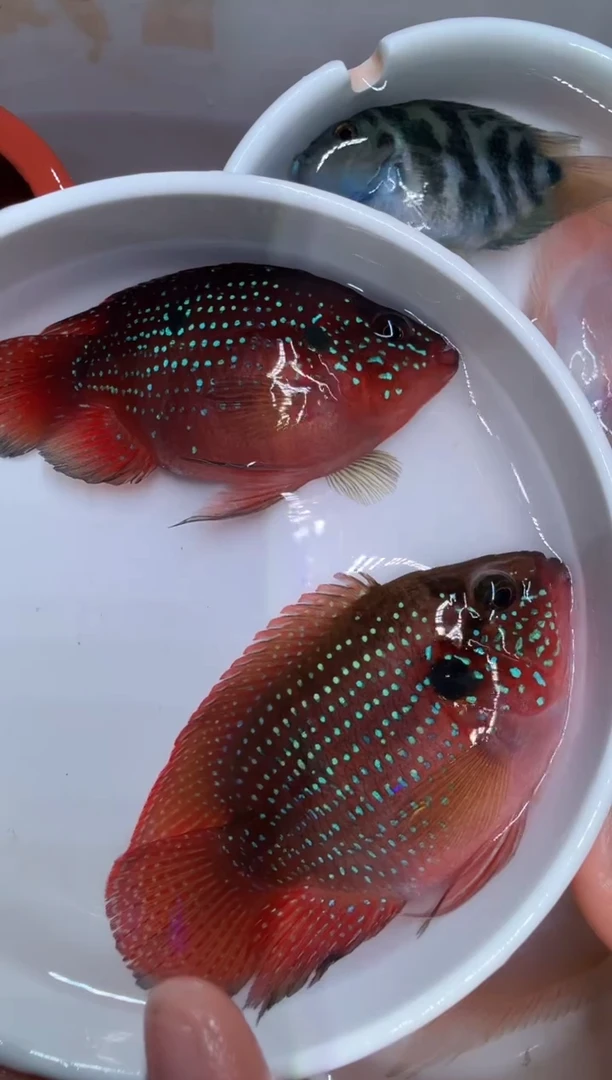 红宝石鱼红宝石球1对