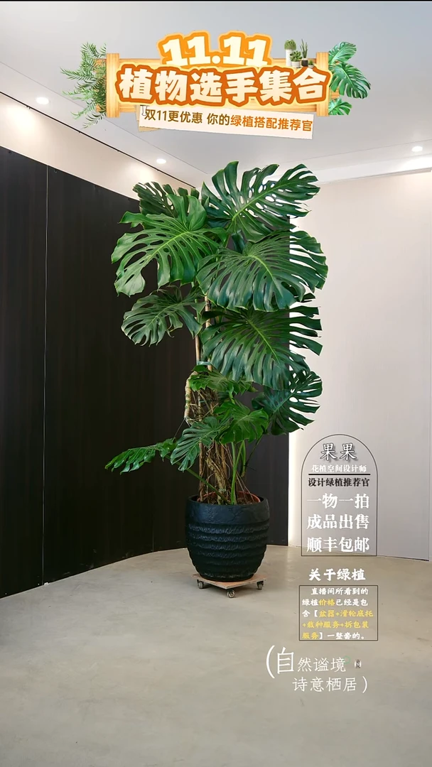 完全开放名*～老桩龟背竹一整套送货上门