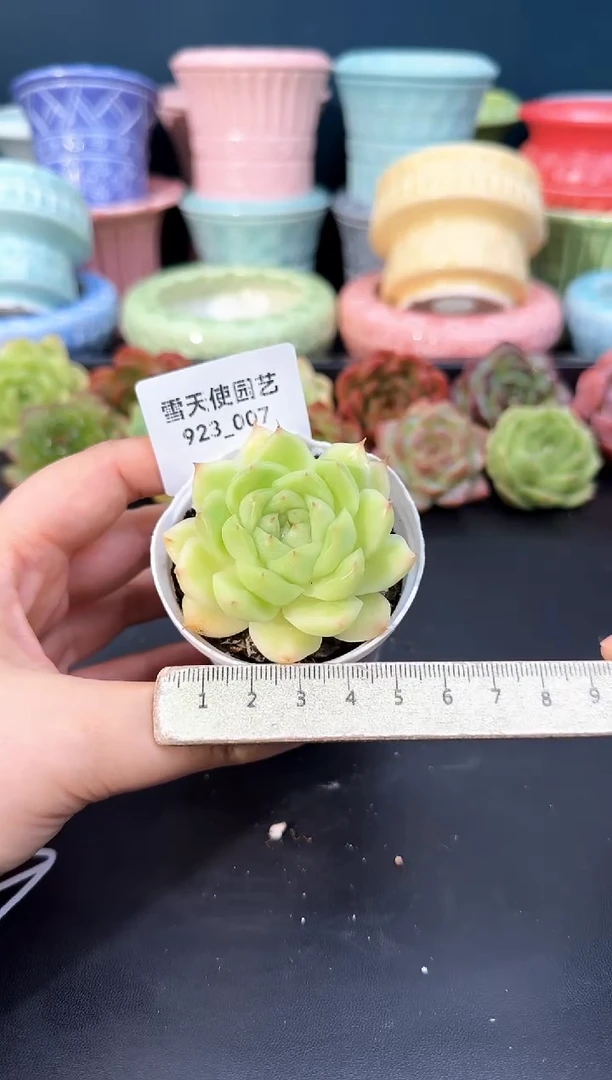 923-007青山（冠幅5cm）