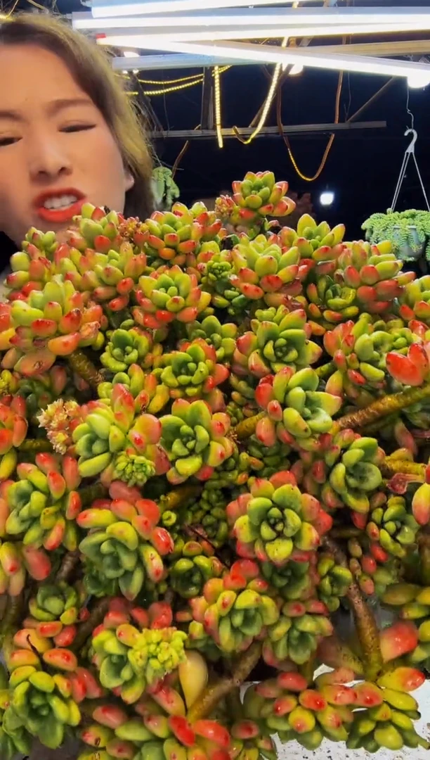 香水罗奇一物一拍